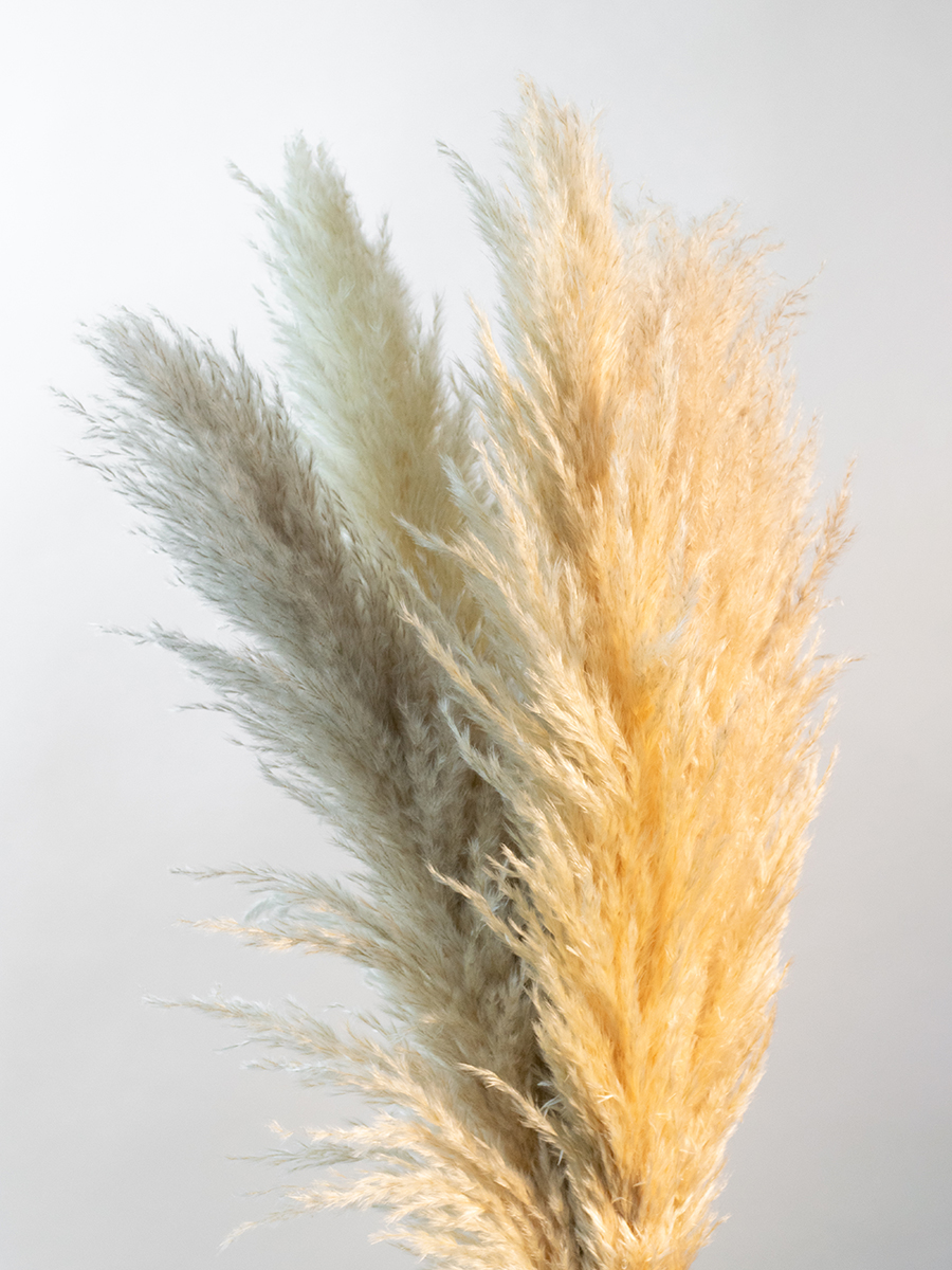 Transform Your Home Decor with the Mesmerizing Beauty of Pampas Grass: 7 Stunning Ideas